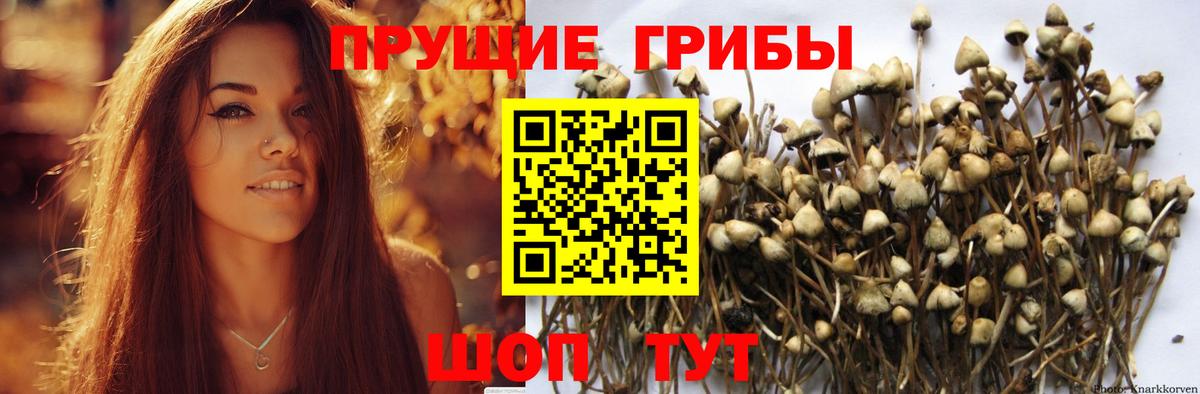 Галлюциногенные грибы GOLDEN TEACHER Сочи